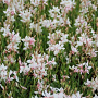 Gaura lindheimeri 'Short Form' GM P9