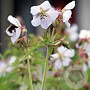 Geranium cantabrigiense 'St Ola' GM P9