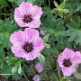 Geranium cinereum 'Ballerina' GM P9
