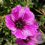 Geranium cinereum 'Laurence Flatman' GM P9