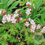 Geranium macrorrhizum 'Album' GM P9