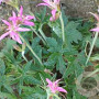 Geranium oxonianum 'Seedless Pink Star' GM P9