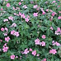 Geranium oxonianum 'Wageningen' GM P9