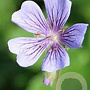 Geranium renardii 'Philippe Vapelle' GM P9