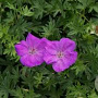 Geranium sanguineum 'Album' GM P9