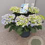 Hydrangea macrophylla GM C5