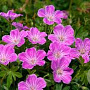 Geranium sanguineum 'Canon Miles' GM P9