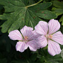 Geranium sanguineum 'Pink Pouffe' GM P9
