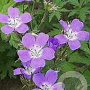 Geranium sylvaticum 'Mayflower' GM P9