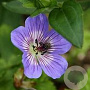 Geranium wallichianum 'Buxton's Variety' GM P9