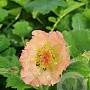 Geum 'Mai Tai' GM P9