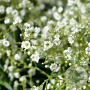 Gypsophilla paniculata 'Schneeflocke' GM P9