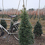 Ilex aq. 'Alaska' 100-125 cm met kluit