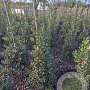 Ilex aq. 'Alaska' 125-150 cm met kluit