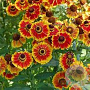 Helenium hybryden GM P9