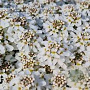 Iberis sempervirens 'Fischbeck' GM P9