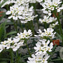 Iberis sempervirens 'Schneeflocke' GM P9