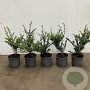 Ilex crenata 'Convexa' 20-30 cm 2,0L