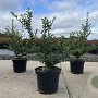 Ilex crenata 'Convexa' 30-40 cm 3,0L