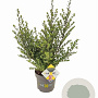 Ilex crenata Dark Green 40-60 cm 5,0L struik