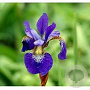 Iris sibirica 'Blue King' GM P9