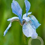 Iris sibirica 'Perry's Blue' GM P9