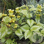 Lamiastrum galeobdolon 'Florentinum' GM P9