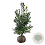 Ilex 'Nellie R. Stevens' 125-150 cm met kluit