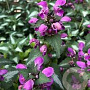 Lamium maculatum 'Chequers' GM P9