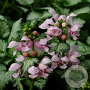 Lamium maculatum 'Pink Pewter' GM P9