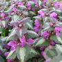 Lamium maculatum 'Roseum' GM P9