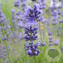 Lavandula angustifolia 'Middachten' GM P9