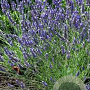Lavandula intermedia 'Grosso' GM P9