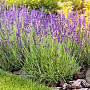 Lavandula officinalis GM P9