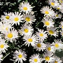Leucanthemum 'Silver Princess' GM P9