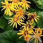 Ligularia dentata 'Othello' GM P9