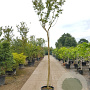 Lagerstroemia indica 200 cm stam container 12-14