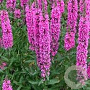 Lythrum salicaria 'Robert' GM P9