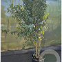 Ligustrum japonicum 250-300 cm container meerstammig