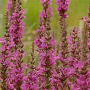 Lythrum salicaria 'Zigeunerblut' GM P9