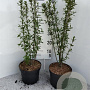 Ligustrum vulgare 60-70 cm 5,0L