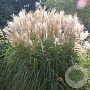 Miscanthus sinensis 'Adagio' GM P9