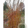 Miscanthus sinensis 'Ghana' GM P9