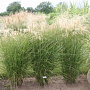 Miscanthus sinensis 'Graziella' GM P9