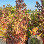 Liquidambar styraciflua 150-175 cm 7,5L Gestokt