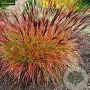 Miscanthus sinensis 'Sioux' GM P9