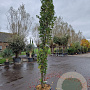 Liquidambar s. 'SlenderSilhouette' 250-300 cm cont. 70L