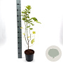 Liriodendron tulipifera 40-50 cm 3,0L