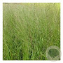 Molinia arundinacea 'Transparent' GM 2,0L