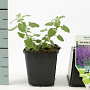 Nepeta faassenii 'Six Hills Giant' GM P9